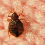 Secrets about bed bugs that you should know