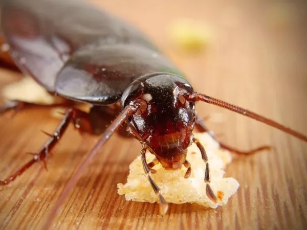 Scientists: Eradication of cockroaches will soon become impossible